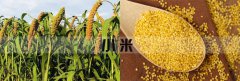 <b>筛分小米可以用豆奶视频黄色播放器分机吗</b>